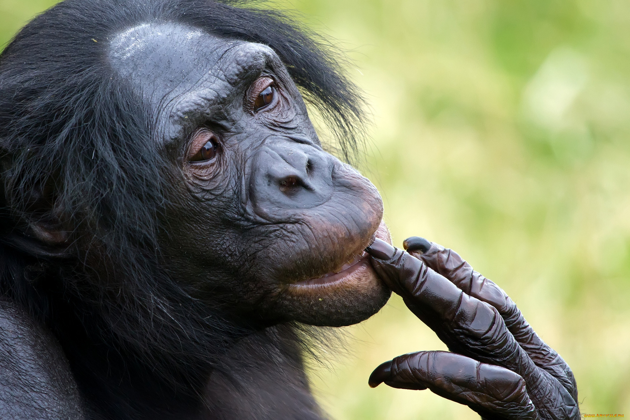 Карликовые шимпанзе бонобо